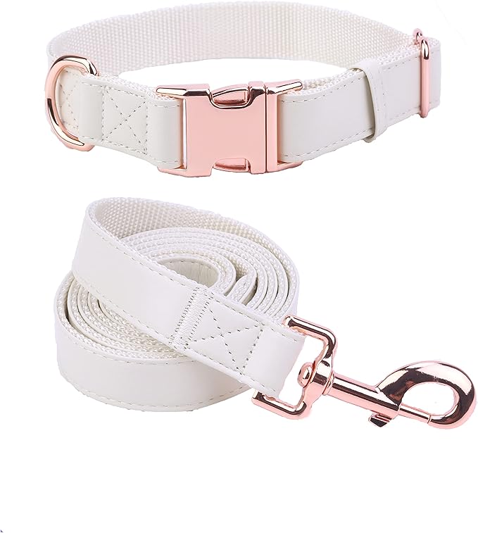 Collier et laisse pour chien, fond blanc
